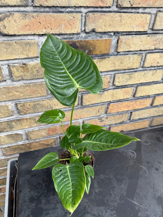 Anthurium veitchii ‘king’ 12 cm