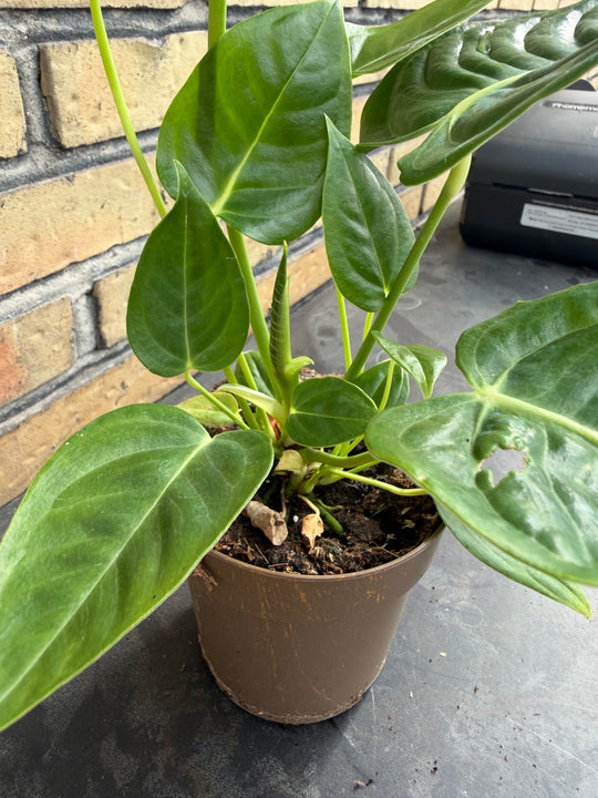 Anthurium veitchii ‘king’ 12 cm