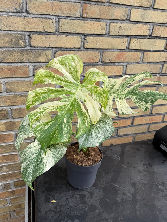 Monstera mint LF XXL