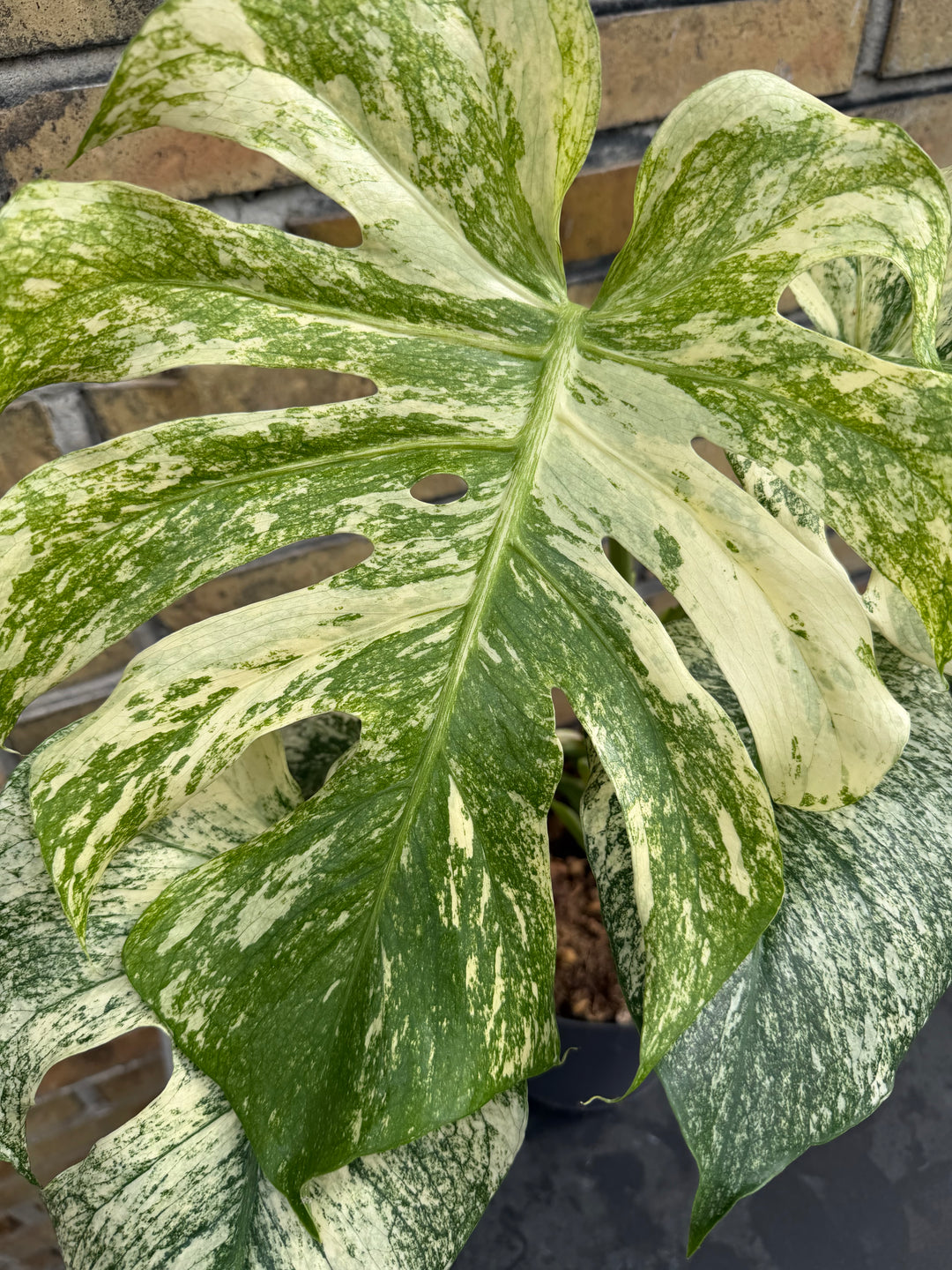 Monstera mint LF XXL