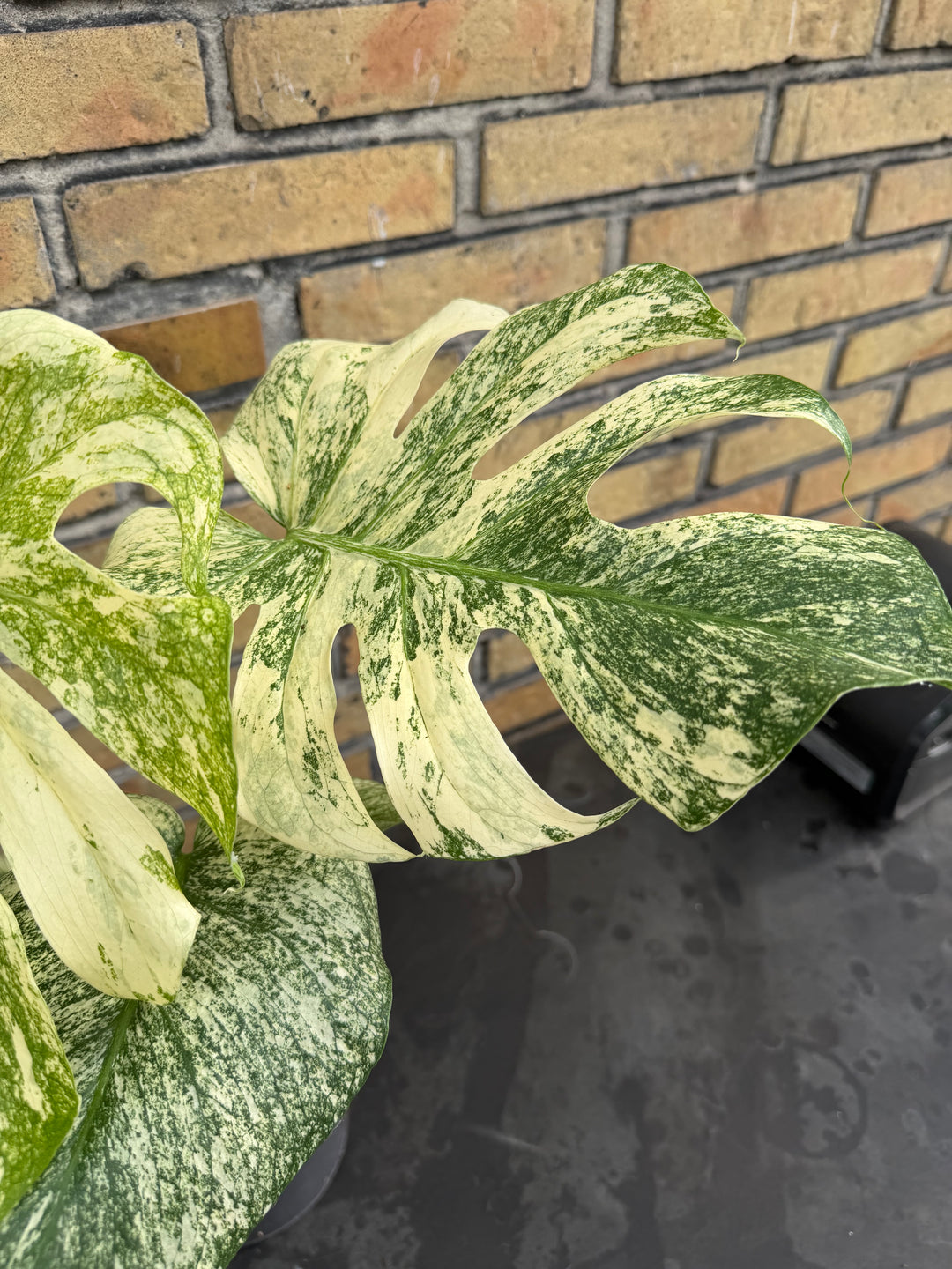 Monstera mint LF XXL