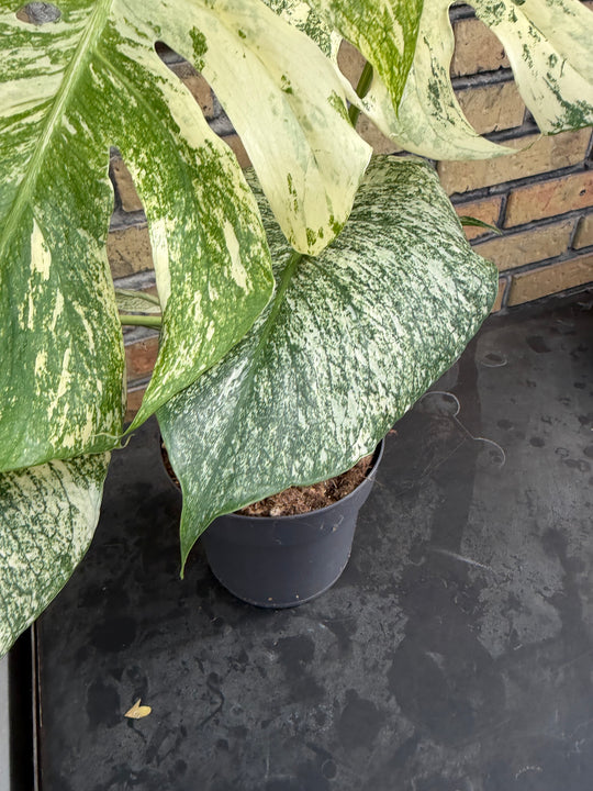 Monstera mint LF XXL