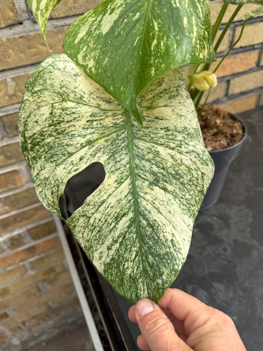 Monstera mint LF XXL