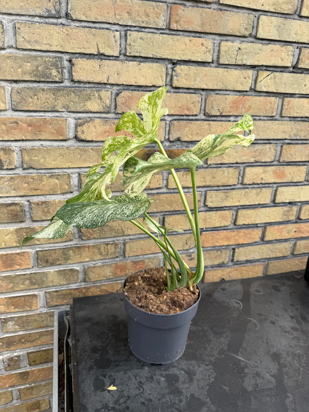 Monstera mint LF XXL