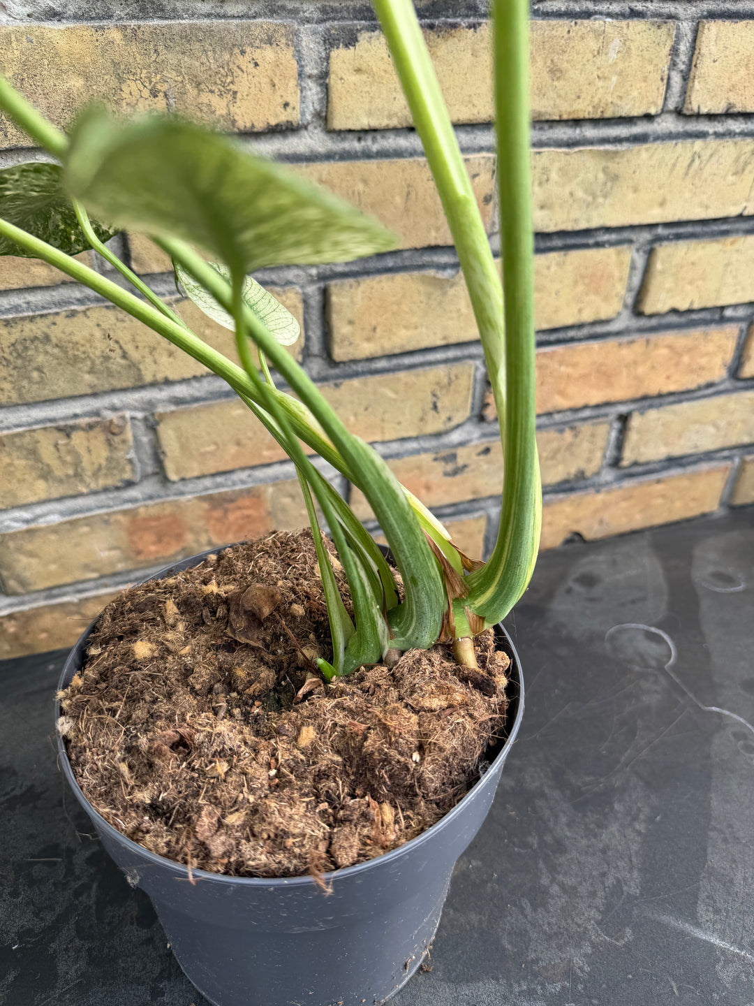 Monstera mint LF XXL