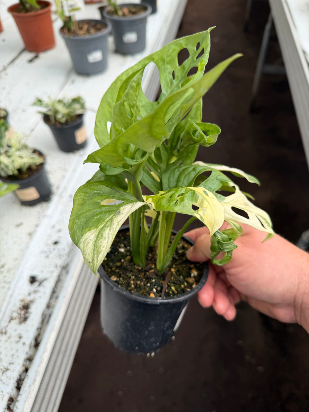Monstera adansonii Variegata