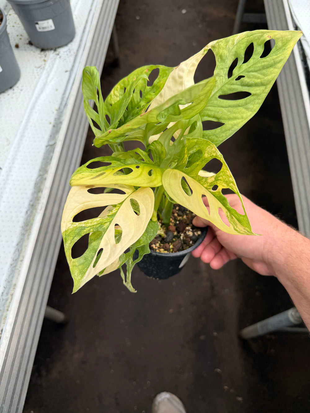 Monstera adansonii 'Aurea'