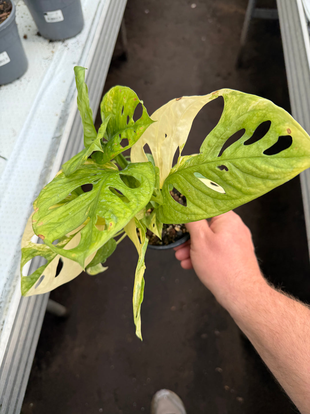 Monstera adansonii aurea