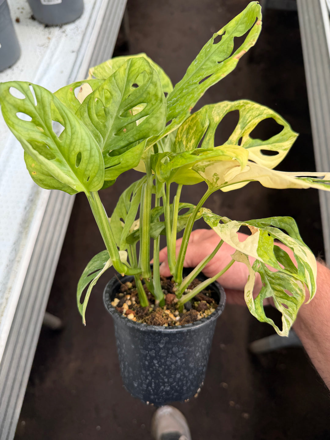 Monstera adansonii aurea