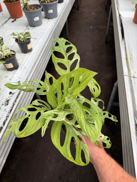 Adansonii indo mint