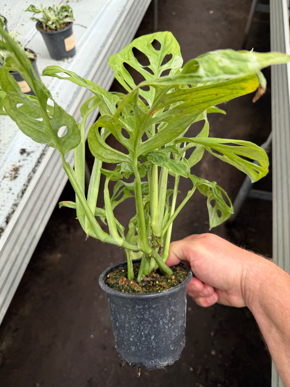 Adansonii indo mint