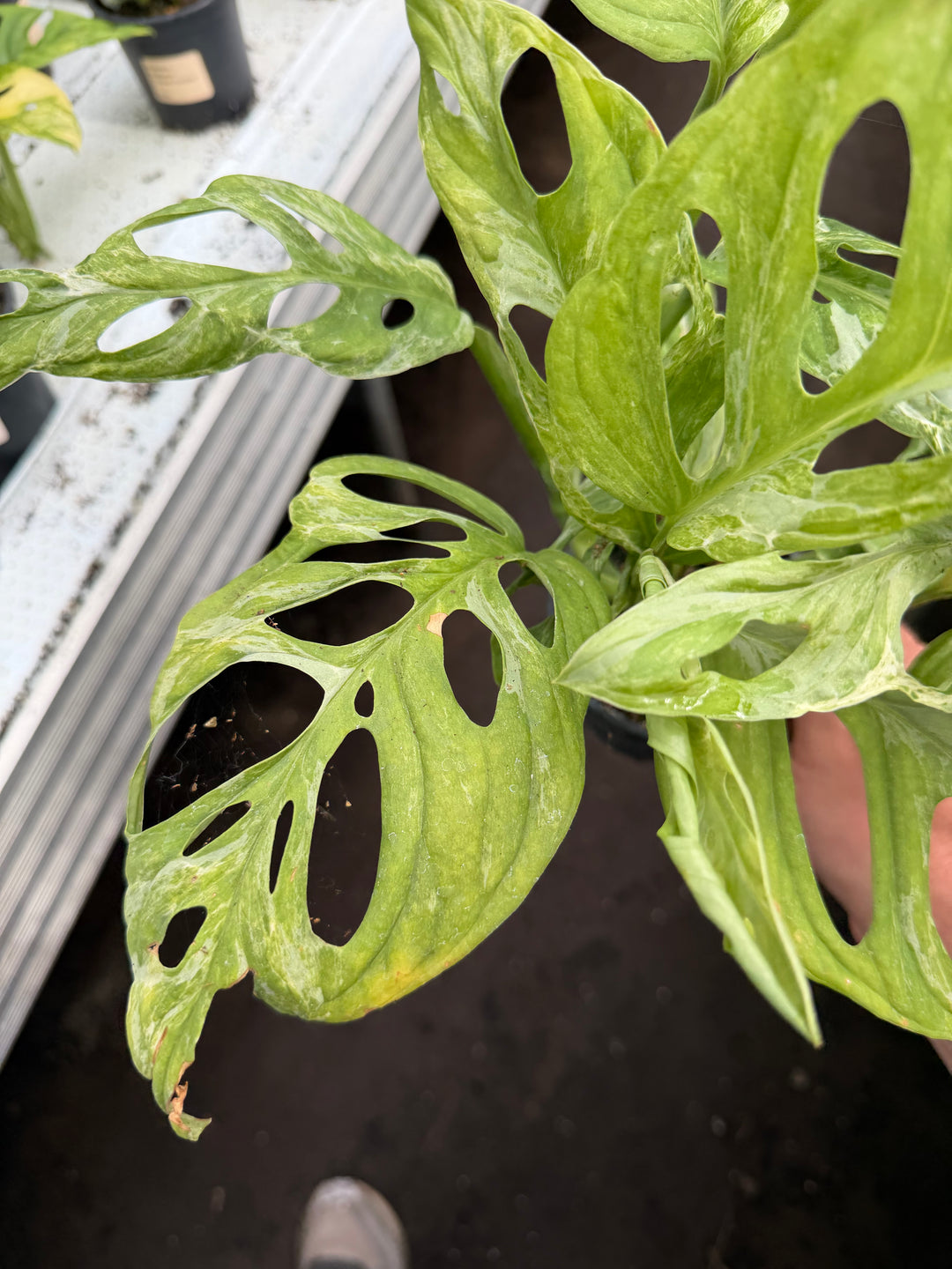 Adansonii indo mint