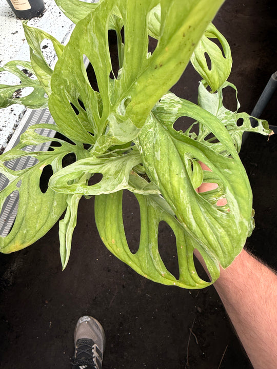 Adansonii indo mint