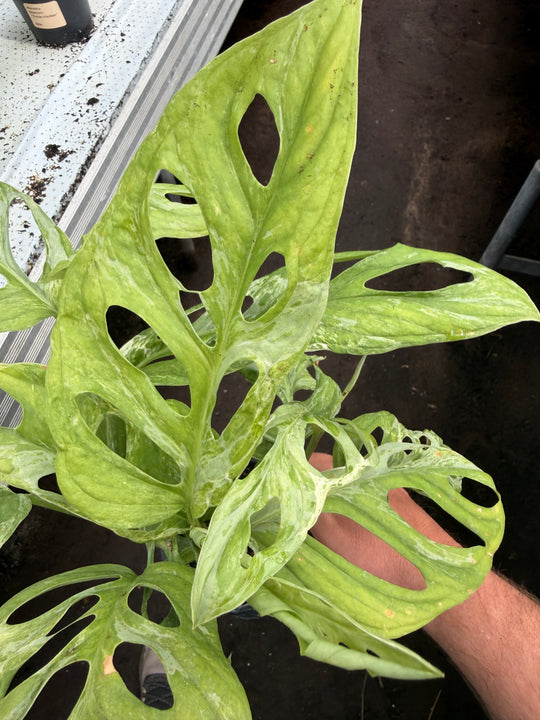 Adansonii indo mint