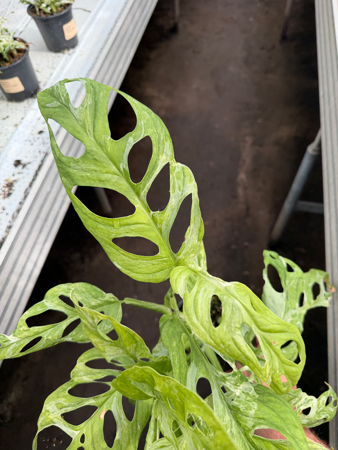 Adansonii indo mint