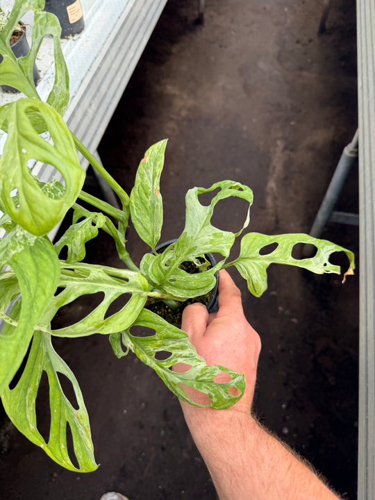 Adansonii indo mint