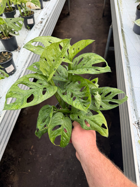 Monstera Adansonii eu mint