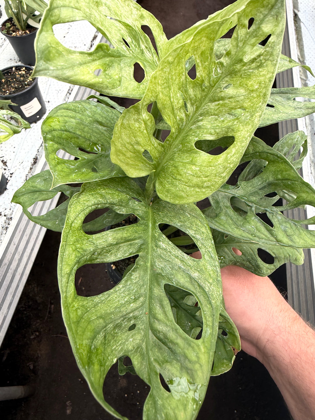 Monstera Adansonii eu mint