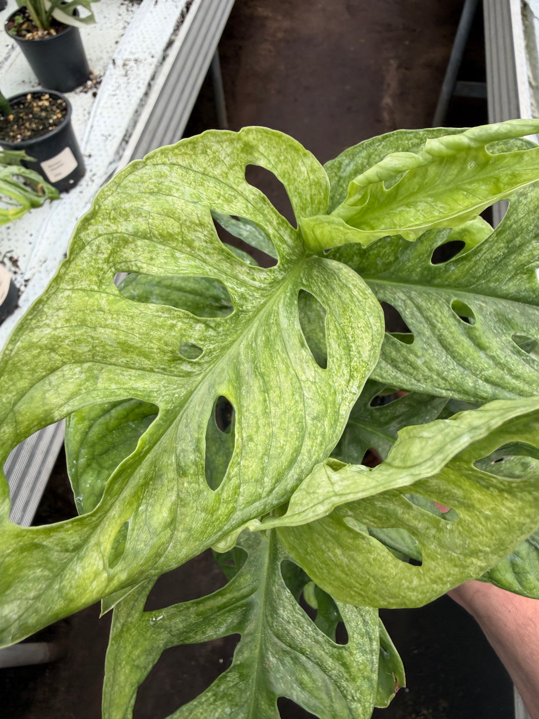 Monstera Adansonii eu mint
