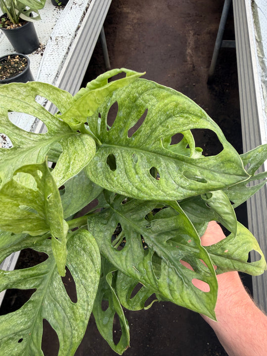 Monstera Adansonii eu mint