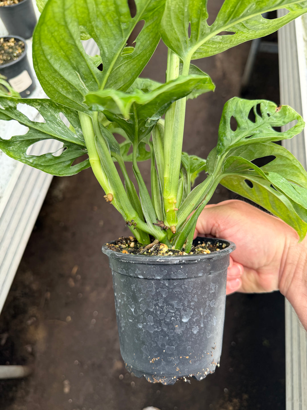 Monstera Adansonii eu mint