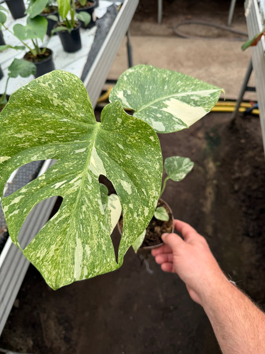 Monstera Thai constellation Green snow
