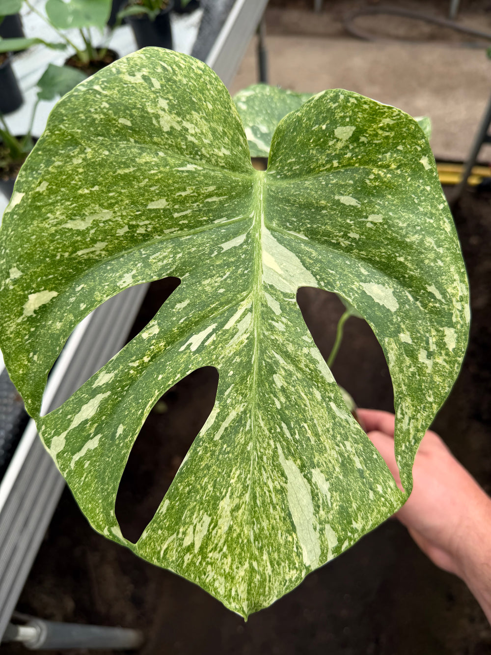 Monstera Thai constellation Green snow