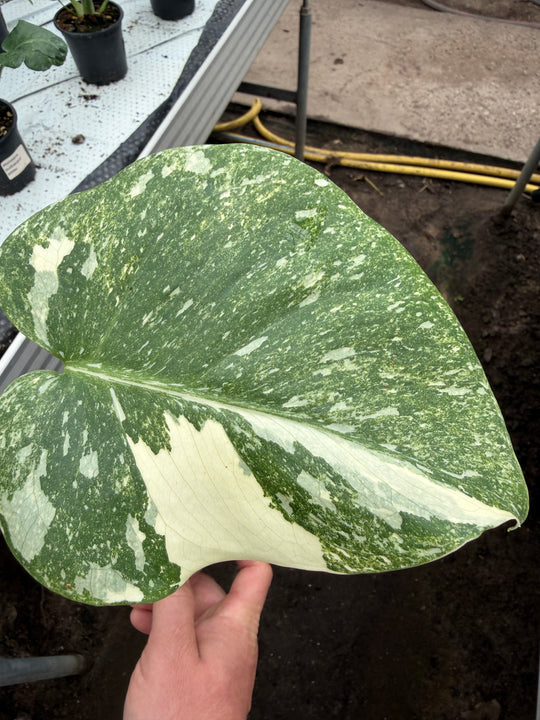 Monstera Thai constellation Green snow