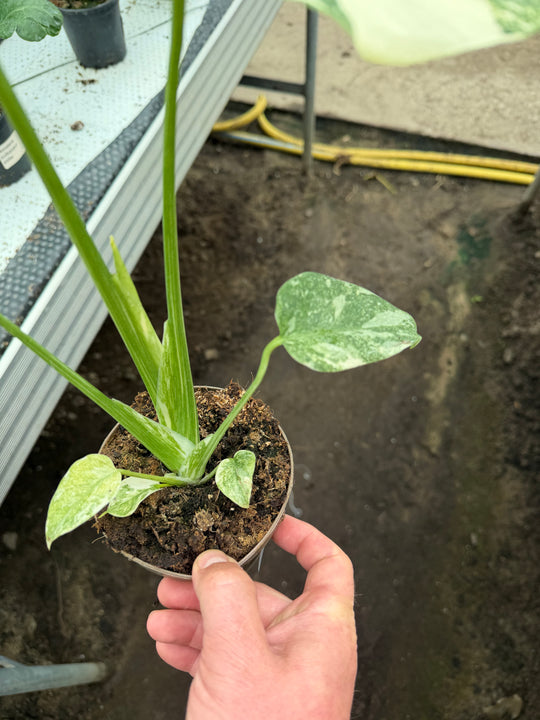 Monstera Thai constellation Green snow