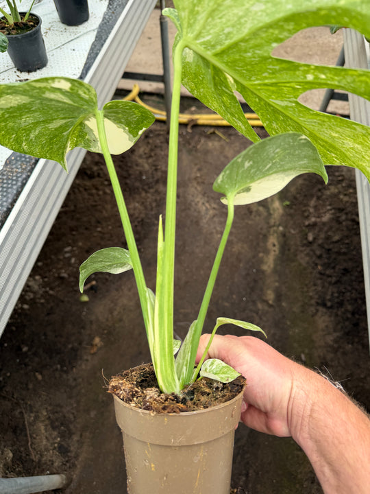Monstera Thai constellation Green snow