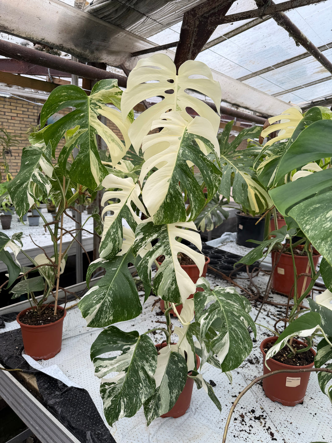 Monstera albo