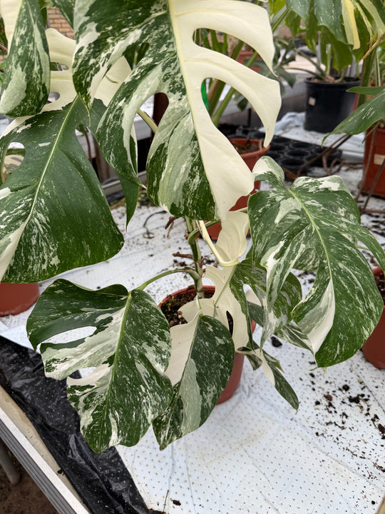 Monstera albo