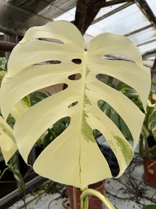 Monstera albo