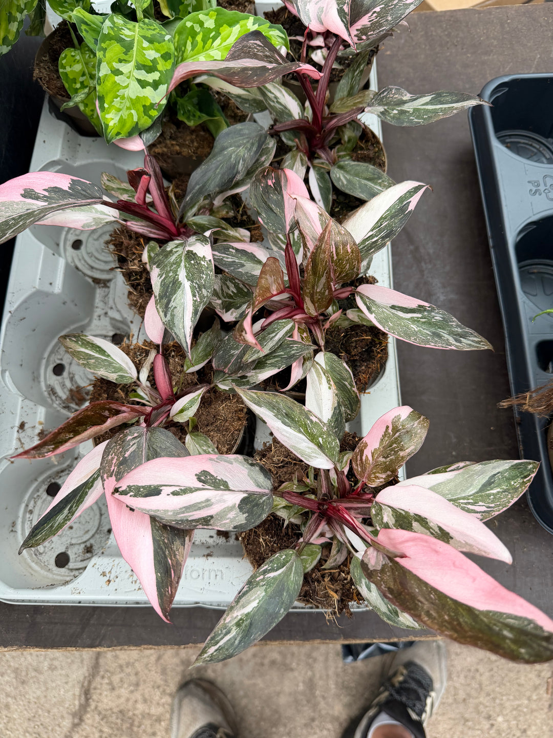 Philodendron pink princess marble
