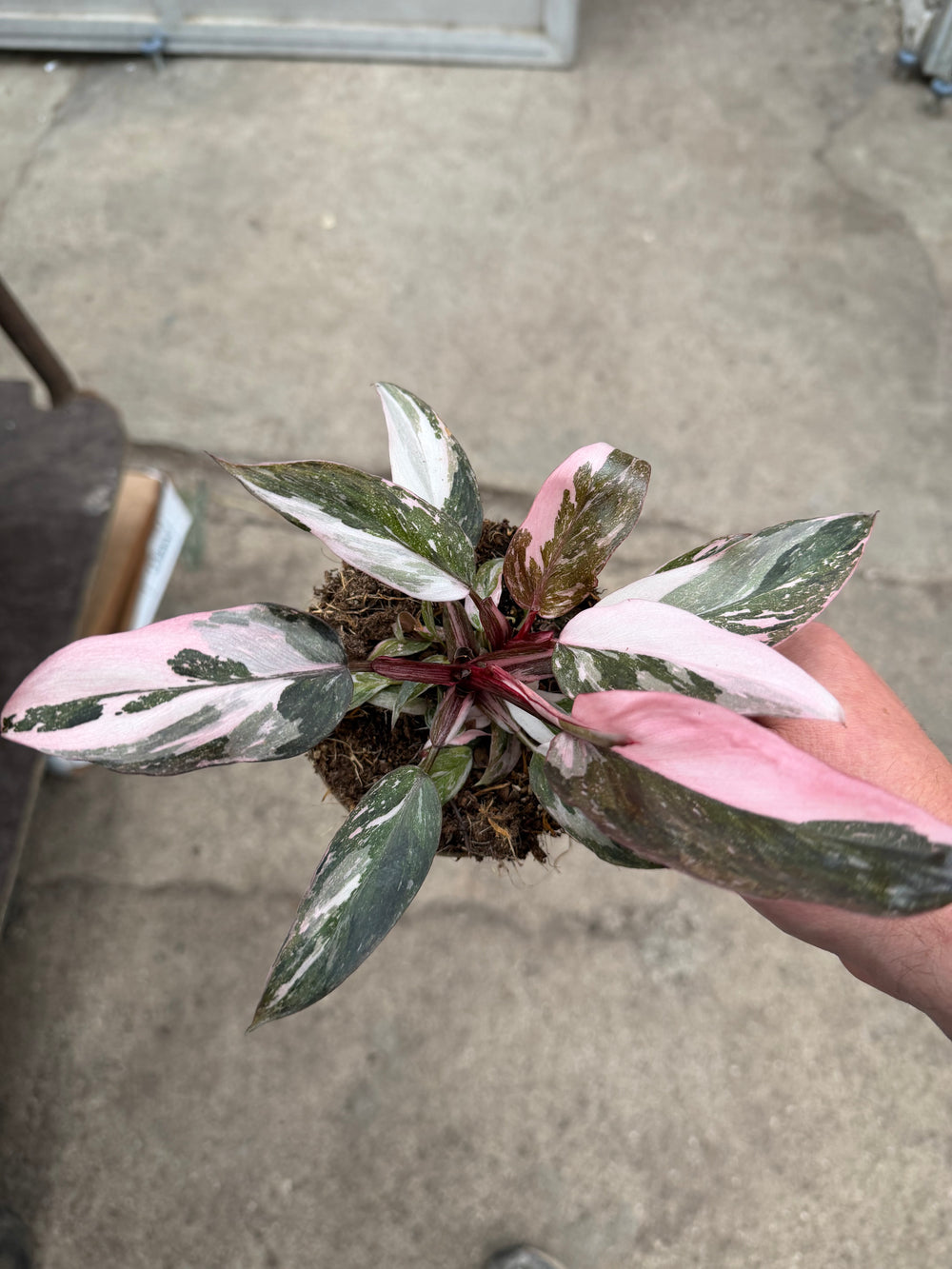 Philodendron pink princess marble