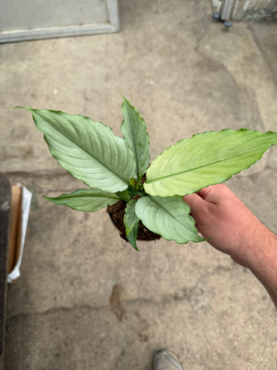 Spathiphyllum jade