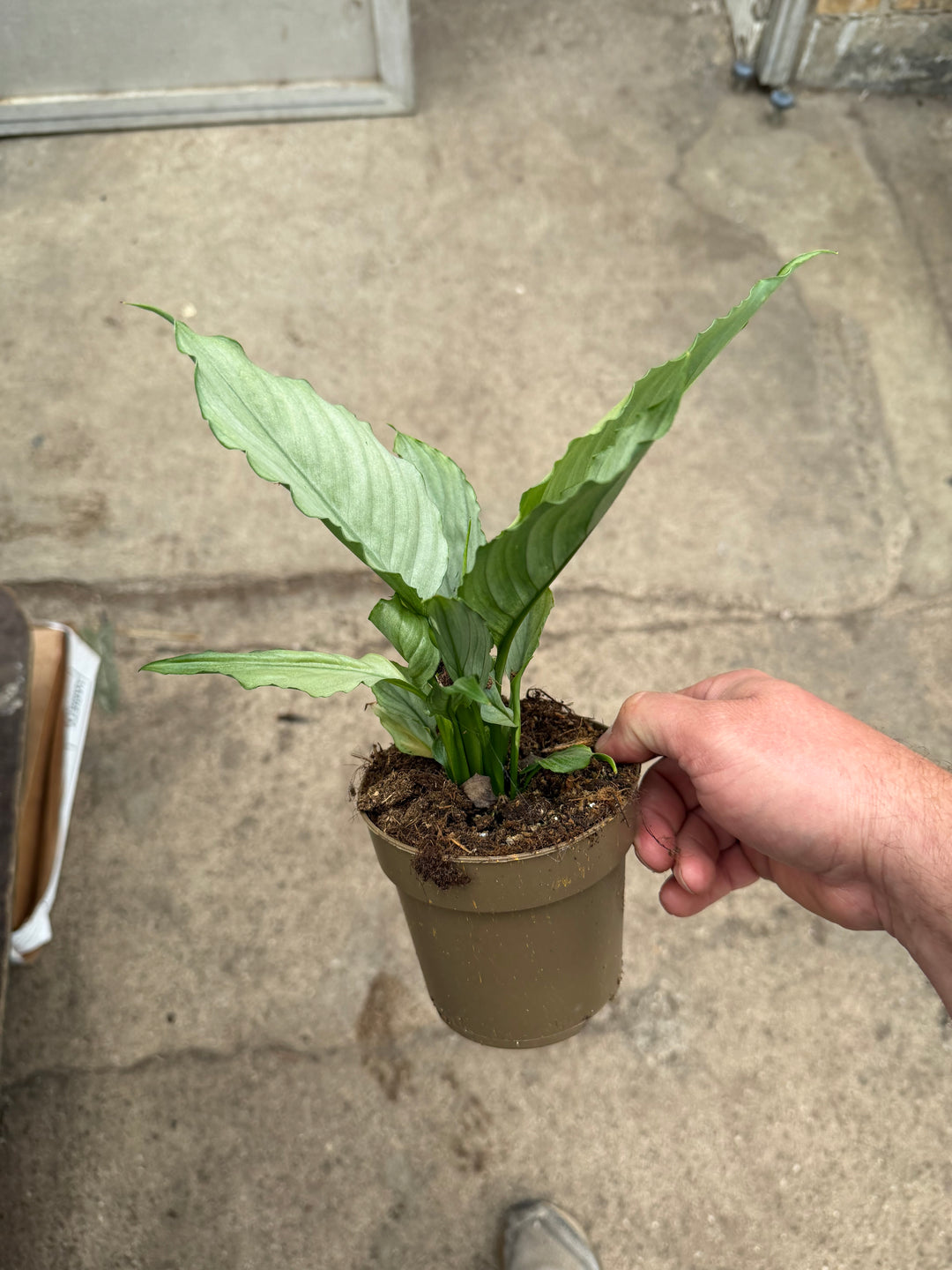 Spathiphyllum jade