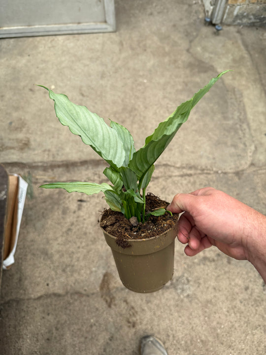 Spathiphyllum jade