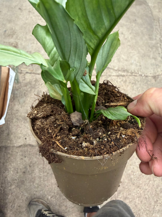 Spathiphyllum jade