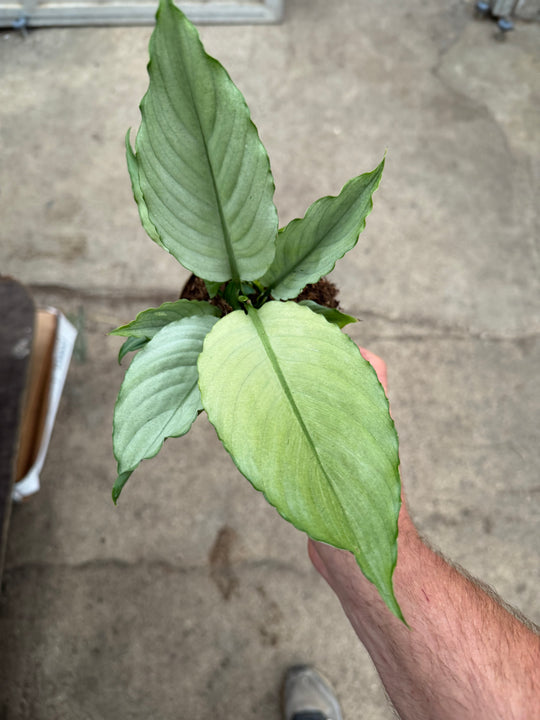 Spathiphyllum jade