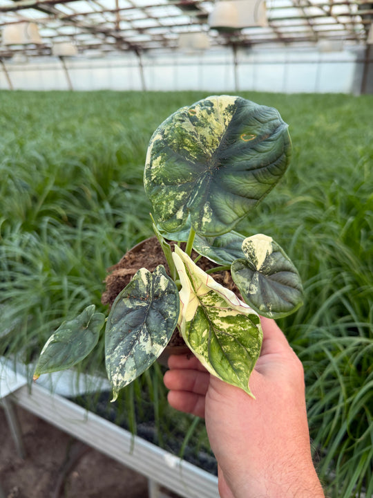 Alocasia dragon scale albo