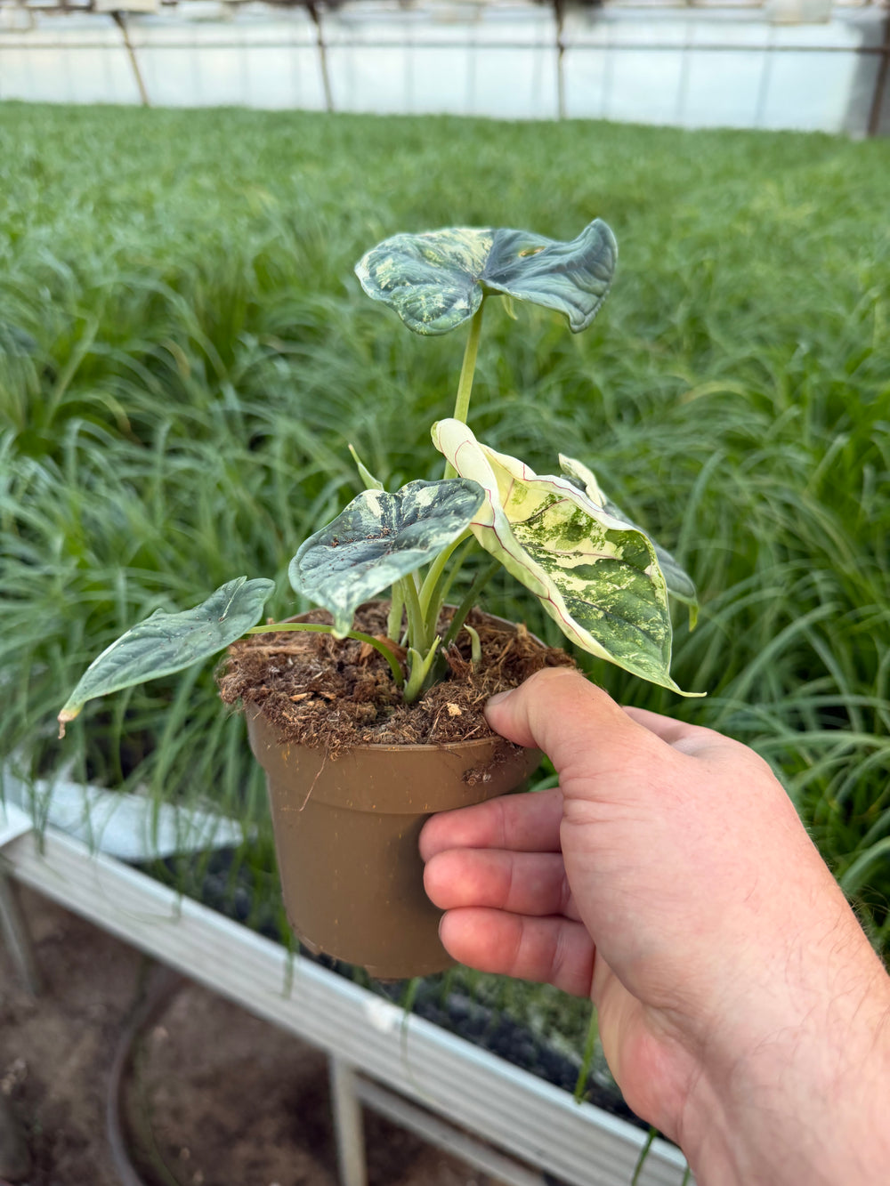 Alocasia dragon scale albo