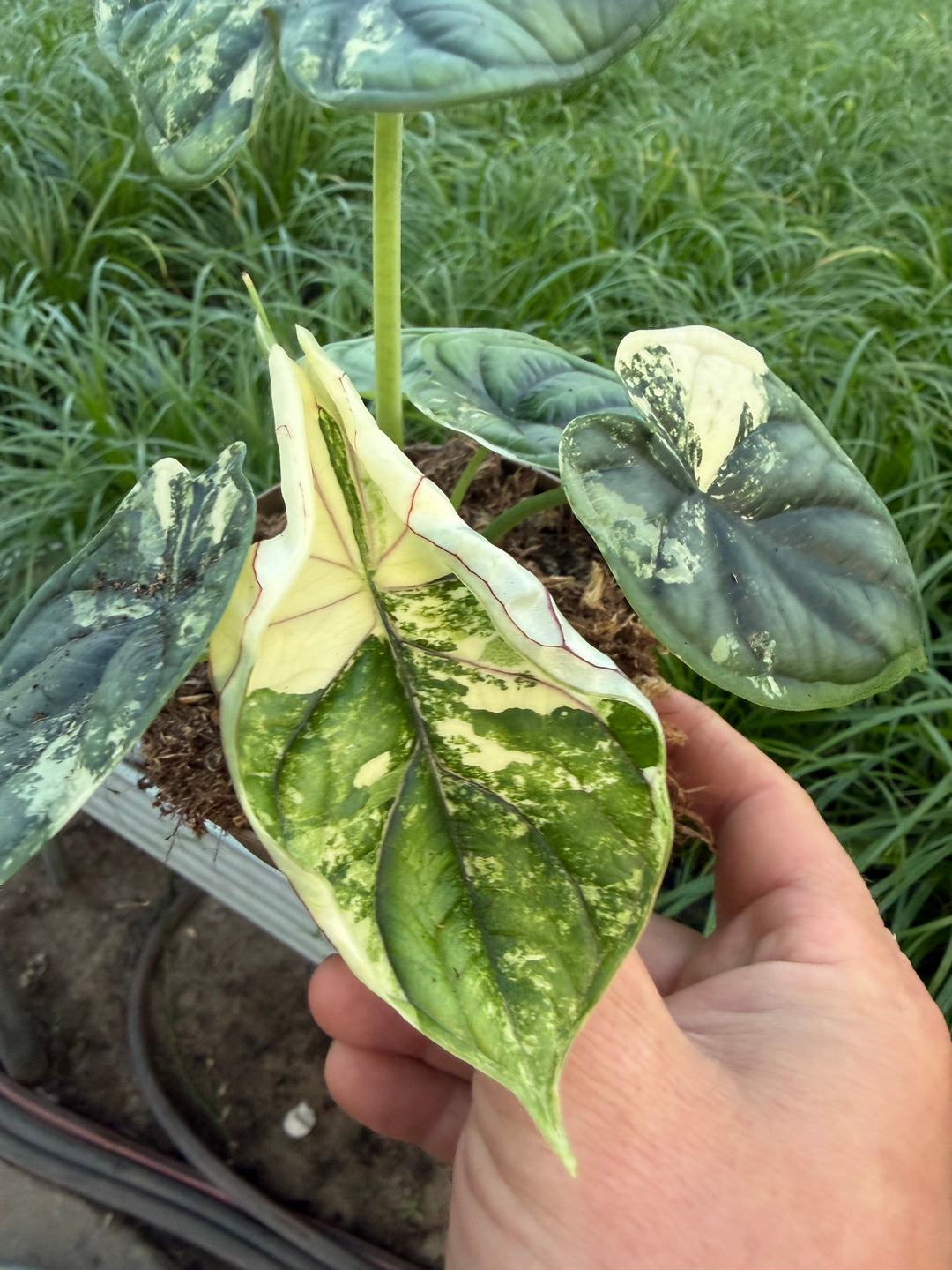 Alocasia dragon scale albo