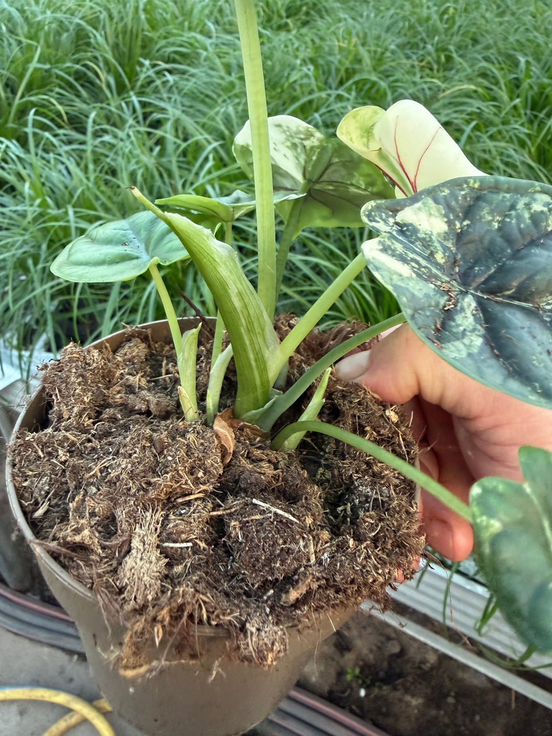 Alocasia dragon scale albo