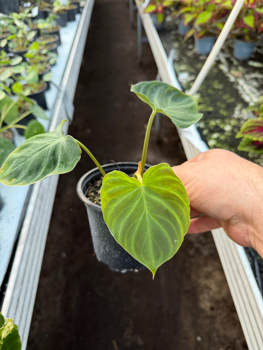 Filodendron verrucosum