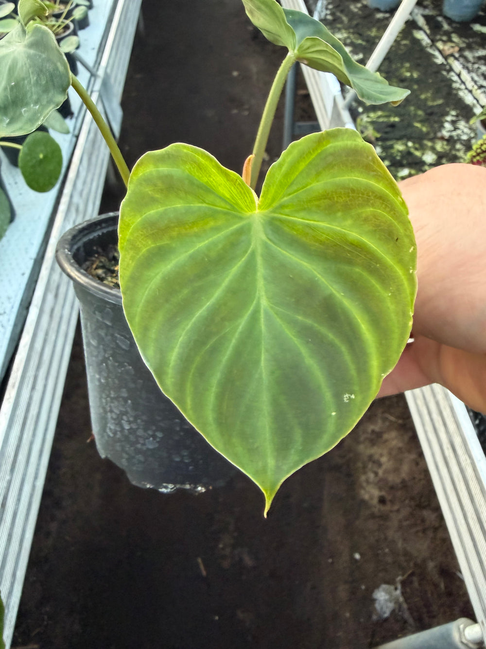 Filodendron verrucosum