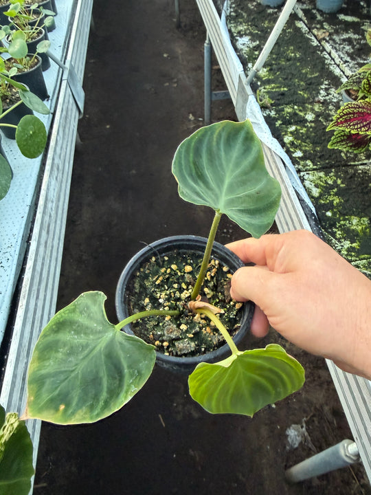 Filodendron verrucosum