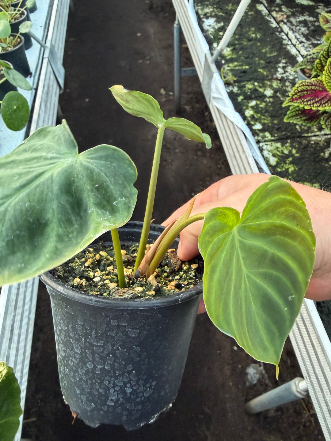 Filodendron verrucosum