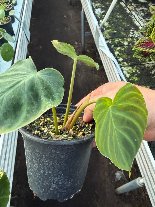 Filodendron verrucosum