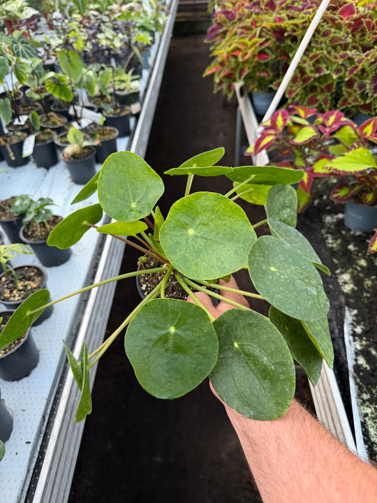 Pilea mojito